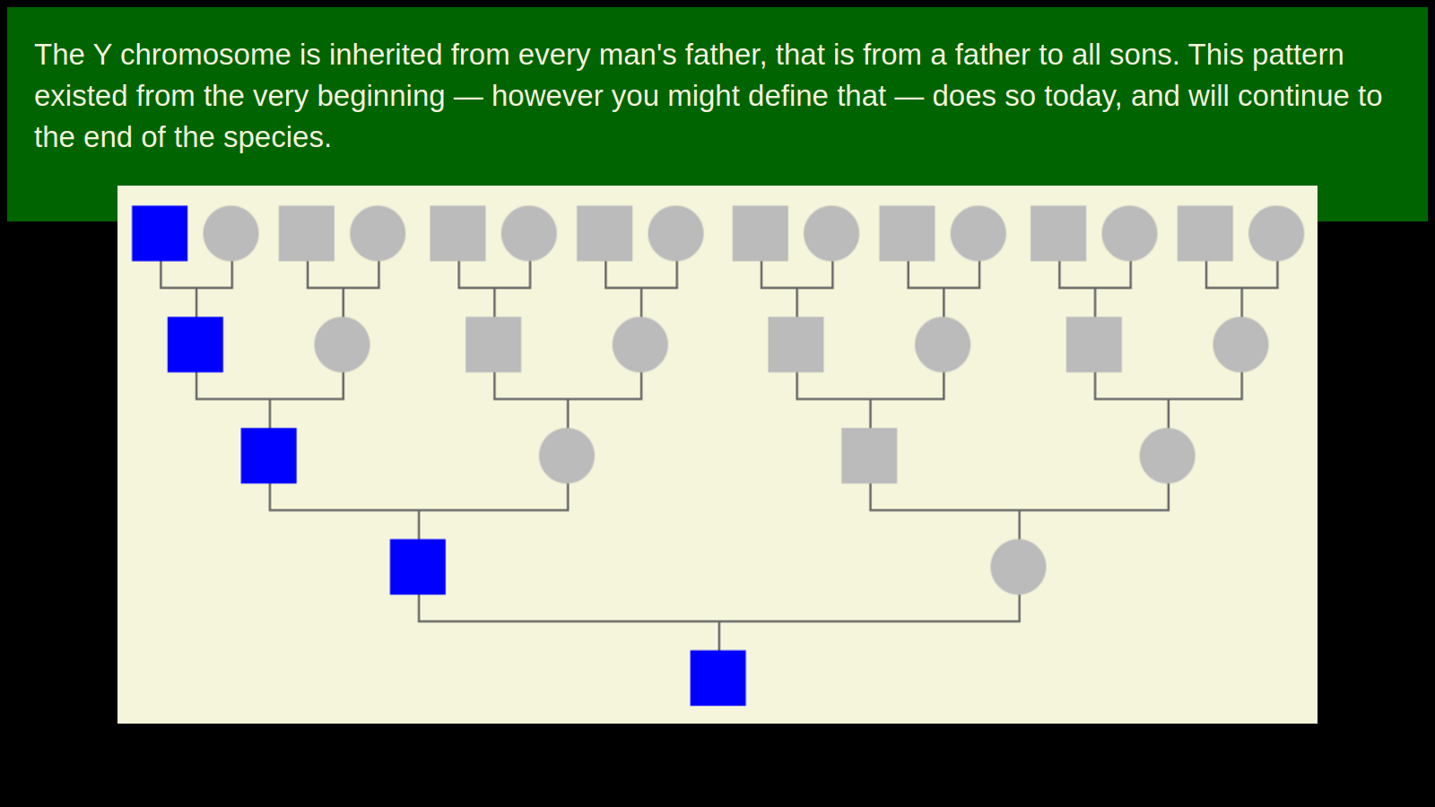 Y Str Inheritance Why Every Genealogist Must Understand the Y Chromosome™